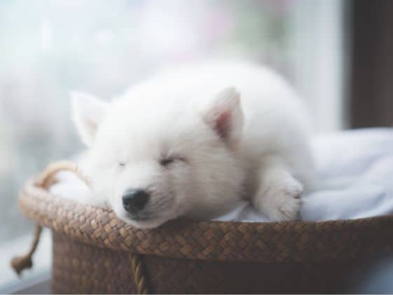 A white dog sleeping in a basket.