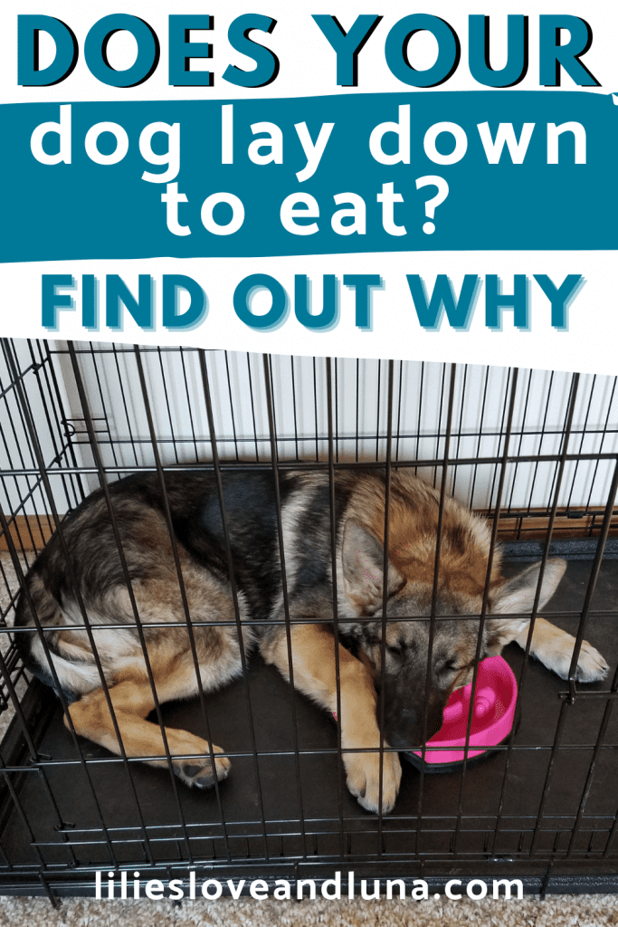 Pin image of does your dog lay down to eat find out why with a German Shepherd sleeping on her food bowl.