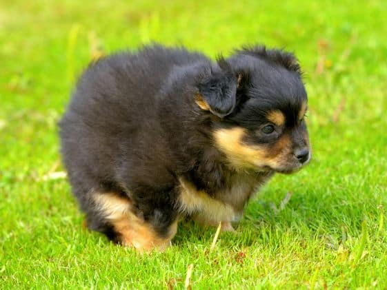 A young black and brown puppy pooing in the grass.