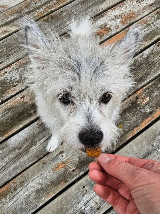 A white dog biting a peanut butter pumpkin dog treat.