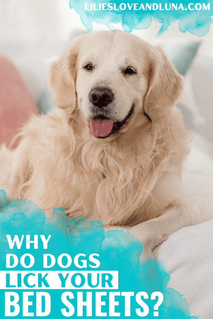 Pin image for why do dogs lick your bed sheets with a golden retriever laying on a bed.