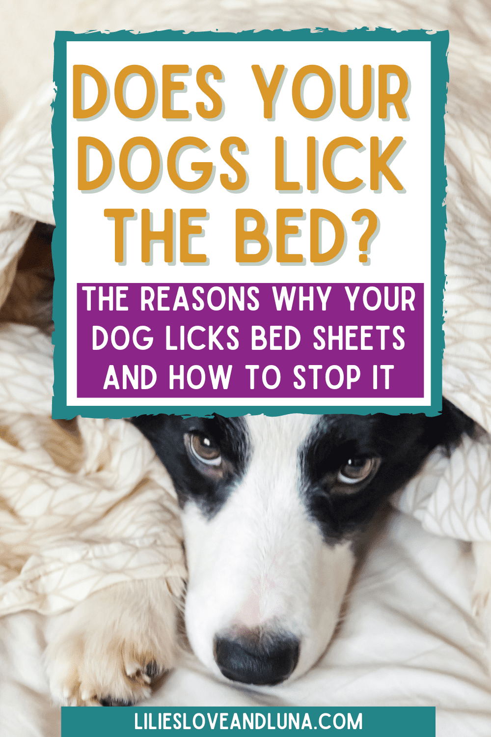 Why Do Dogs Lick Bed Sheets? Lilies, Love, and Luna