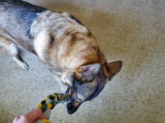 A German Shepherd biting a tug toy.