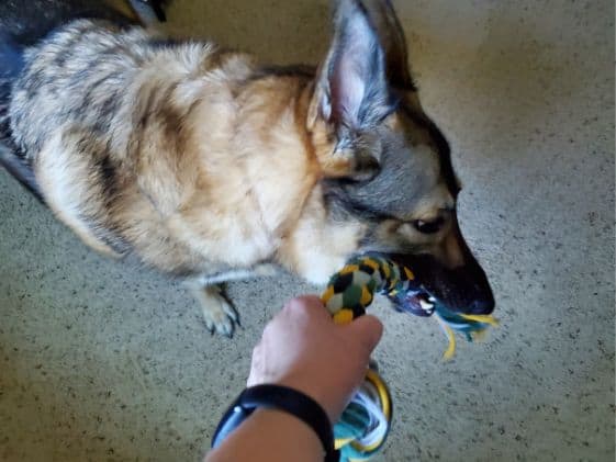 A German Shepherd grabbing a tug toy with her mouth.