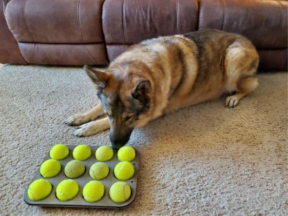 German Shepherd laying next to a muffin tin with tennis balls in each muffin cup.