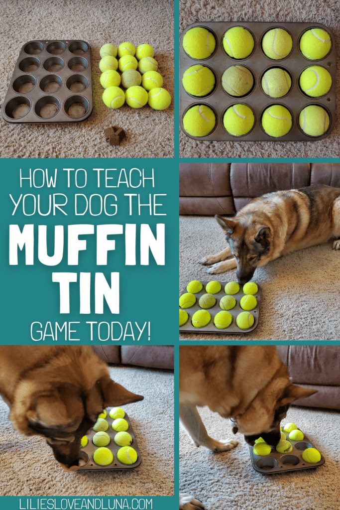 Pin image for how to teach your dog the muffin tin game today with images of a muffin tin, tennis balls, and a German Shepherd sniffing a fully set up muffin tin game.