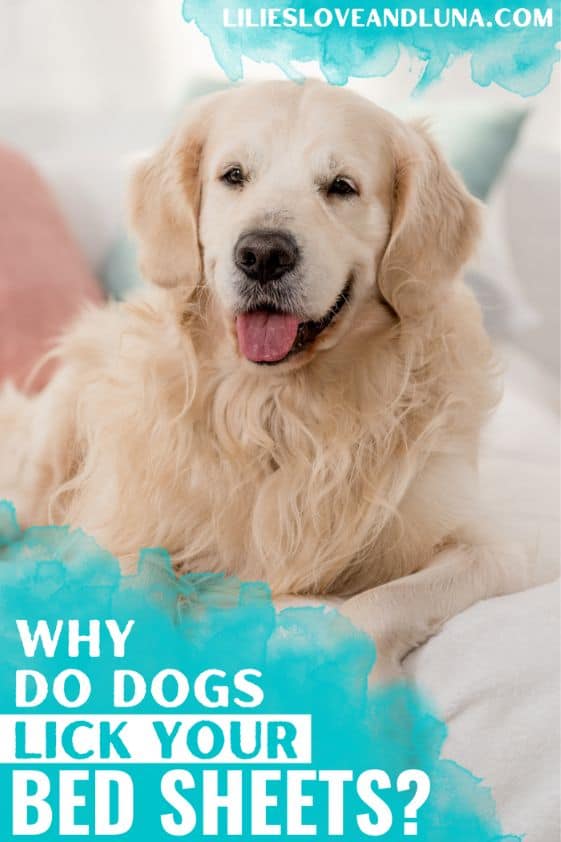 Pin image for why do dogs lick your bed sheets with a golden retriever laying on a bed.