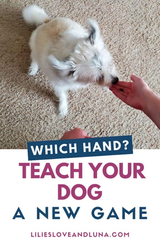 Pin image for which hand teach your dog a new game with a small white dog sniffing an open hand.