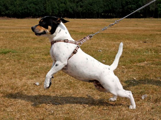 A small dog pulling on the leash lifting their legs off the ground.