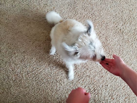 A small white dog sniffing an open hand with a treat on it.