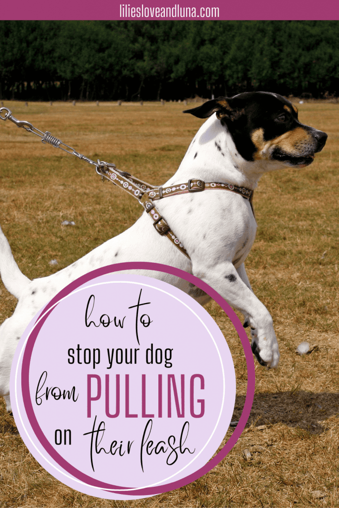 Pin image for how to get your dog to stop pulling on their leash with a small dog pulling on the leash with their front paws off the ground.