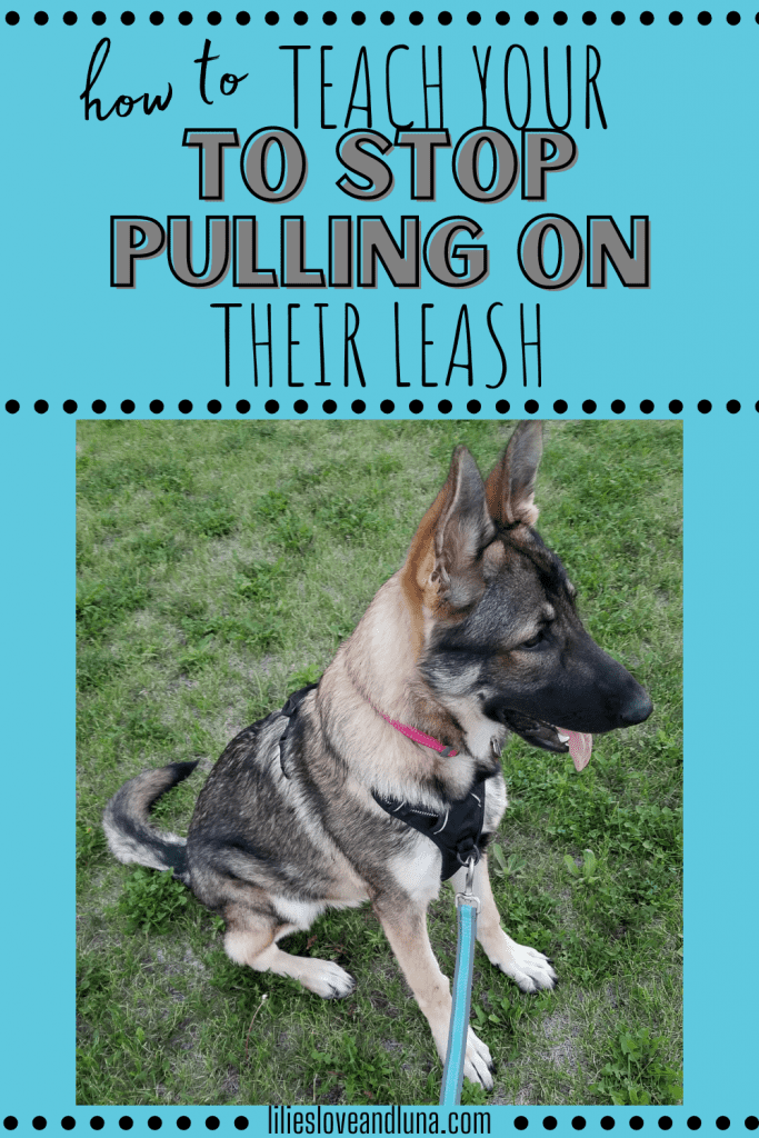 Pin image for how to teach your dog to stop pulling on their leash with a German shepherd wearing a harness.