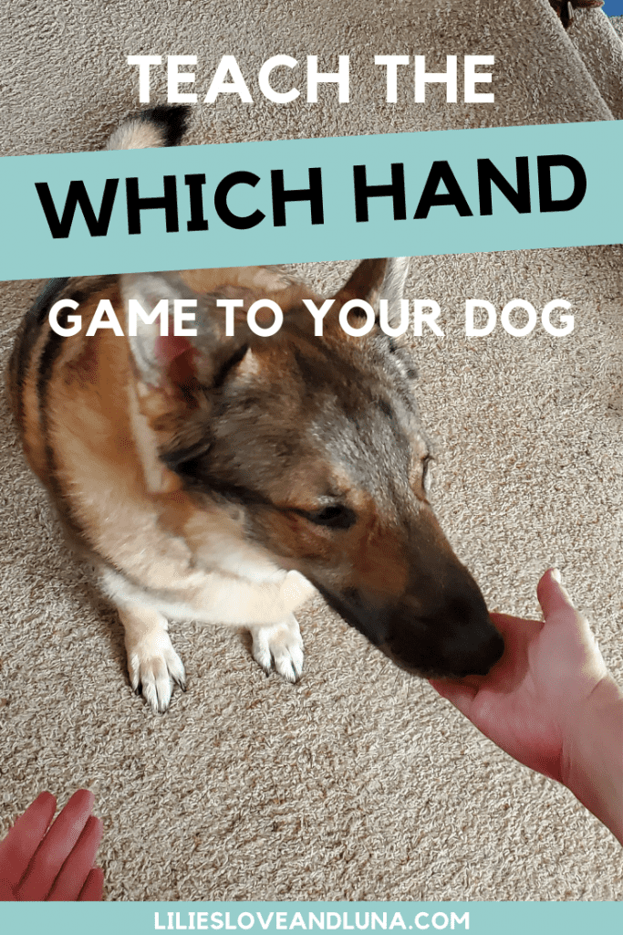 Pin image for teach the which hand game to your dog with a German shepherd sniffing an open hand.
