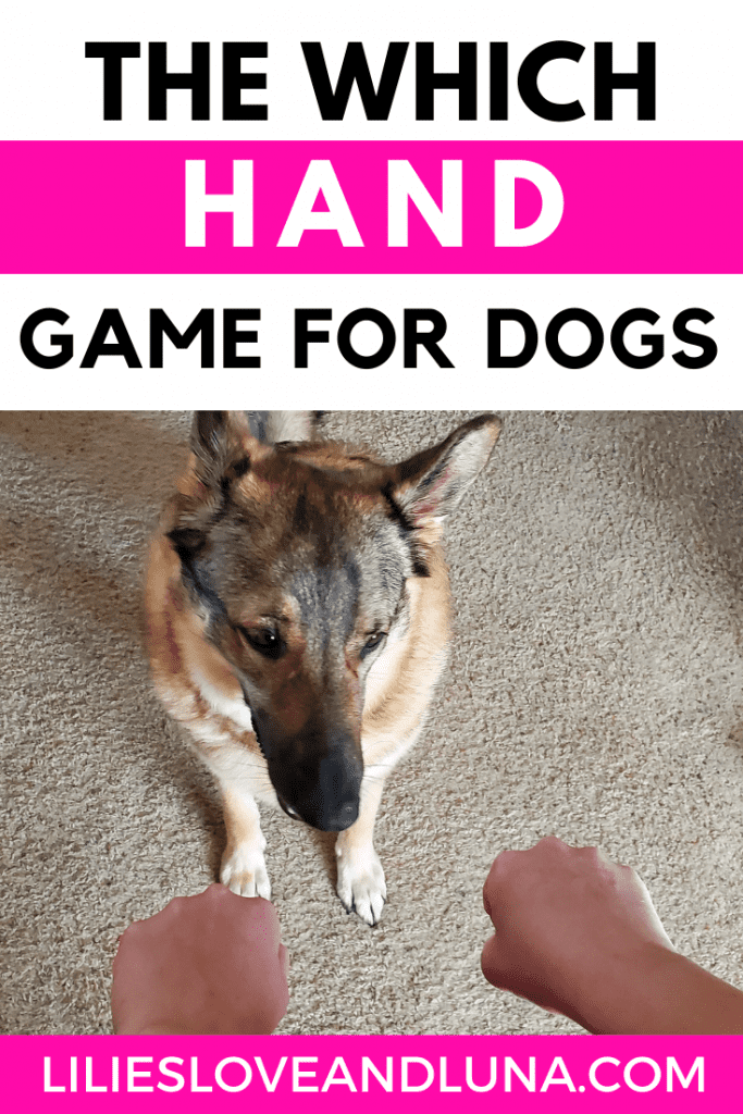 Pin image for the which hand game for dogs with a German shepherd looking at two fists.