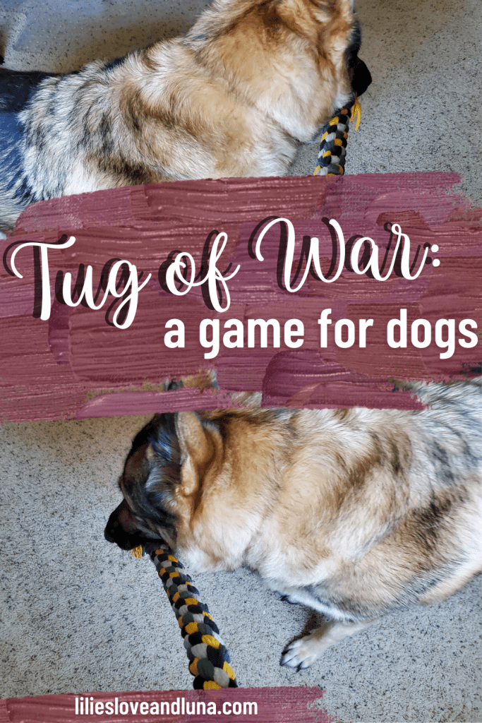 Pin image for tug of war: a game for dogs with two images of a German Shepherd pulling on a tug toy.