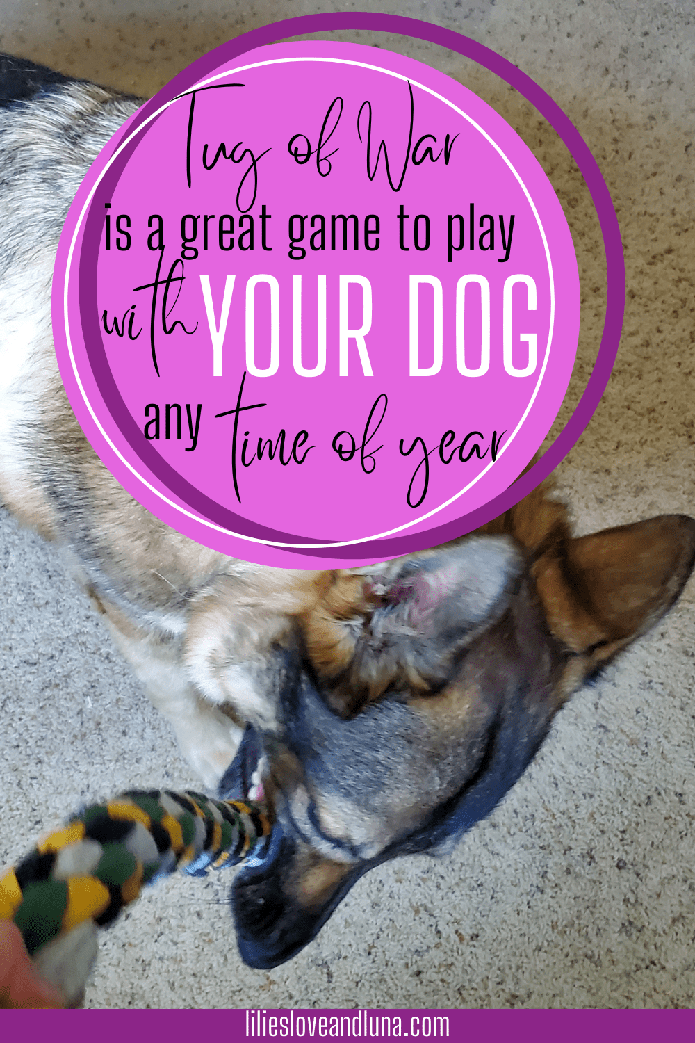 How To Teach Your Dog To Play The Game Of Tug Of War Lilies Love 