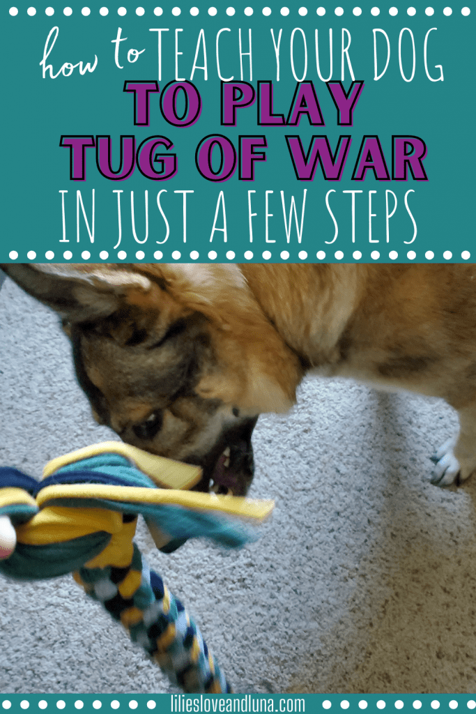 Pin image for how to teach your dog to play tug of war in just a few steps with a German Shepherd looking at a tug toy.