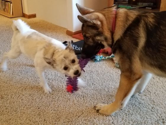 A poodle terrier and young German Shepherd playing tug together.