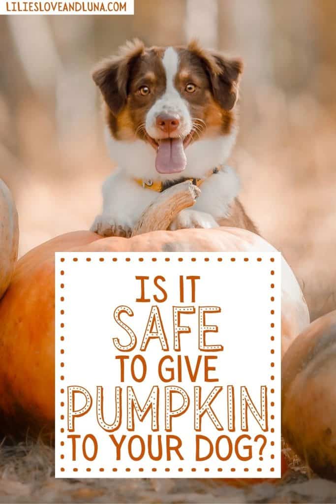 A dog sits on a pumpkin with a text overlay asking, "Is it safe to give pumpkin to your dog?"
