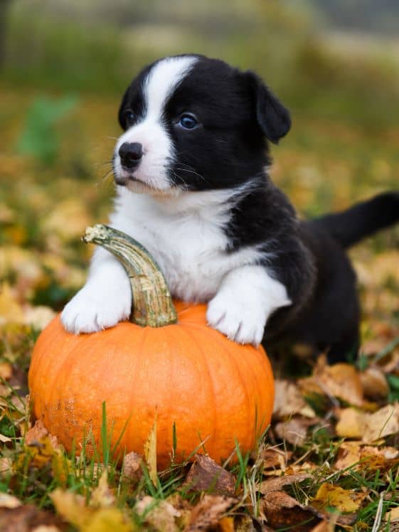 A puppy with their front paws on a pumpkin.