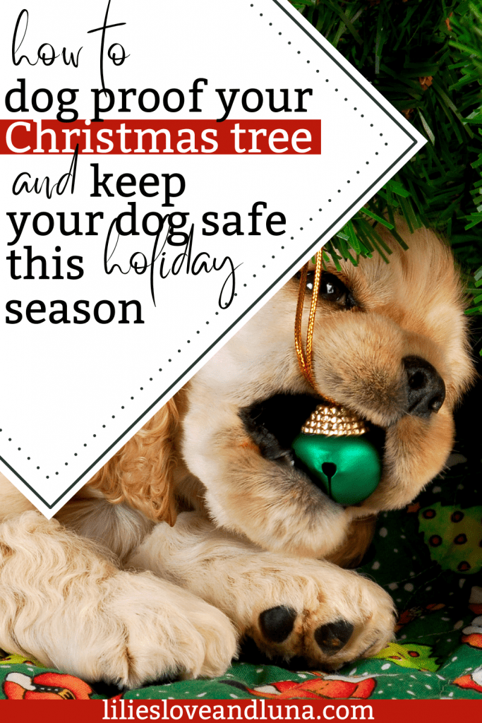 Pin image for how to dog proof your Christmas tree and keep your dog safe this holiday season with a dog chewing on an ornament.