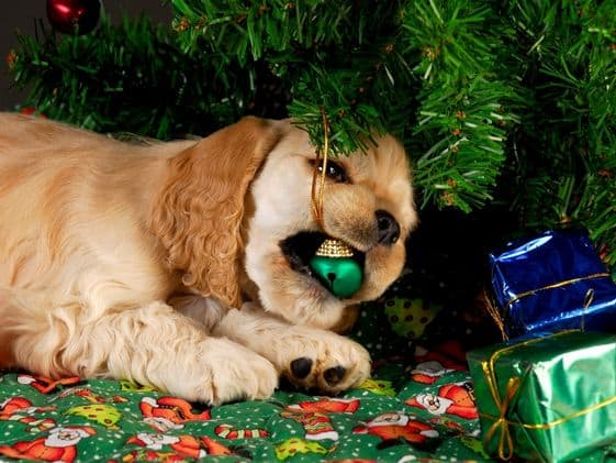 A dog biting a Christmas ornament under the Christmas tree.
