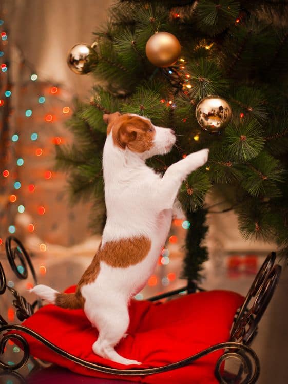 A dog standing up on their hind legs pawing a Christmas tree.