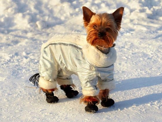 A small dog wearing a winter coat and dog booties.