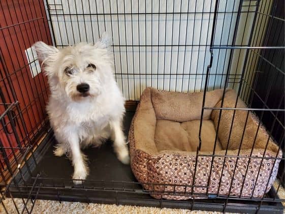 A small white dog sitting in a wire crate next to a dog bed.