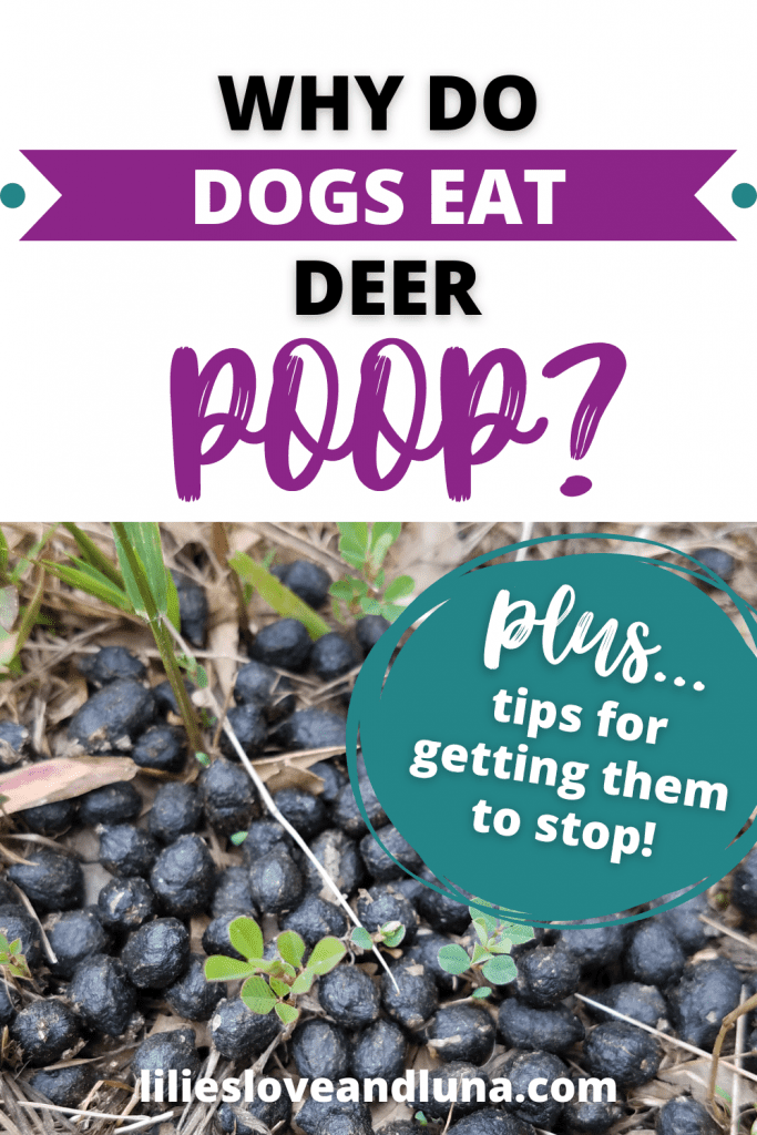 Pin image for why do dogs eat deer poop with a pile of deer poop below the words.