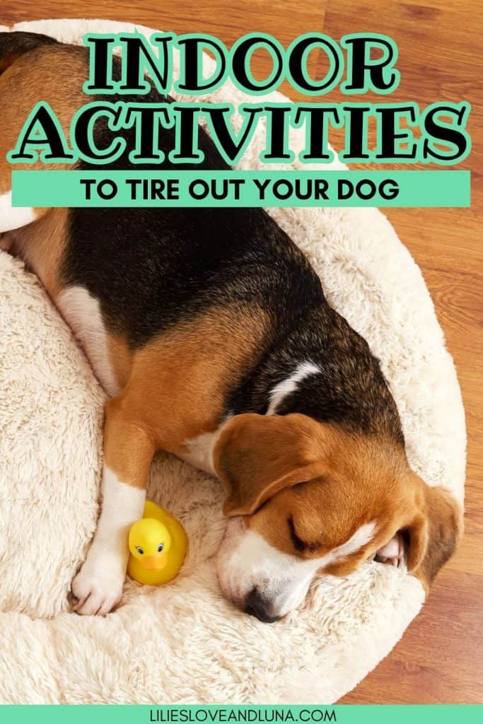 A beagle lies on a fluffy dog bed next to a yellow rubber duck, illustrating indoor activities for dogs.