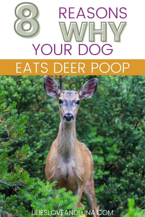 Pin image for 8 reasons why your dog eats deer poop with a deer in the woods.
