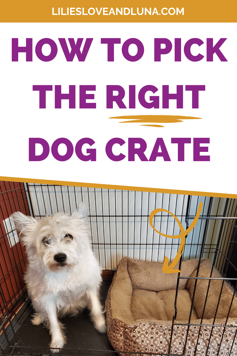 Pin image for how to pick the right dog crate with a small white dog in a wire crate next to a dog bed.