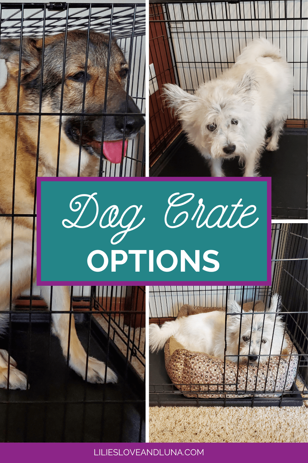 How To Choose The Right Crate For Your Dog Lilies, Love, and Luna
