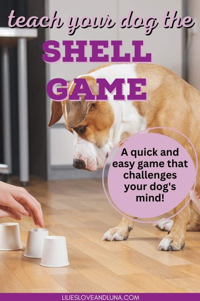 Pin image for teach your dog the shell game - a quick and easy game that challenges your dog's mind with a picture of a dog looking at 3 upside down cups.
