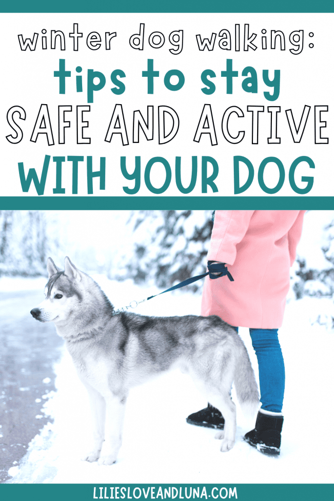 Pin image for winter dog walking: tips to stay safe and active with your dog with a husky standing in the snow next to a lady.