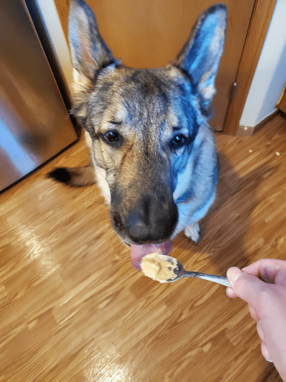 A German Shepherd licking a spoon.