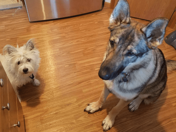Poodle terrier and German Shepherd begging in the kitchen.