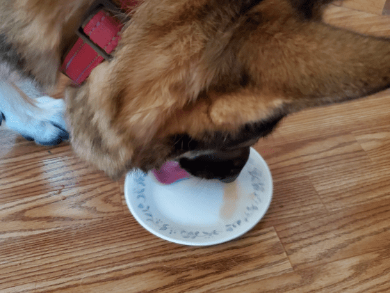 A German Shepherd licking a plate with applesauce on it.