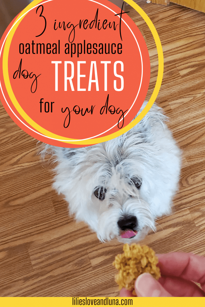 Pin image for 3 ingredient oatmeal applesauce dog treats for your dog with a poodle terrier looking at a dog treat.