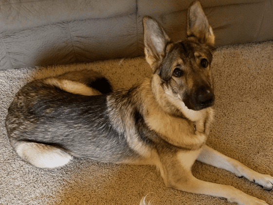 A German Shepherd laying down.