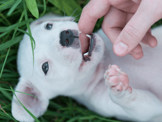 A young puppy biting a finger.