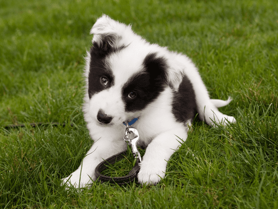A puppy laying in the grass.