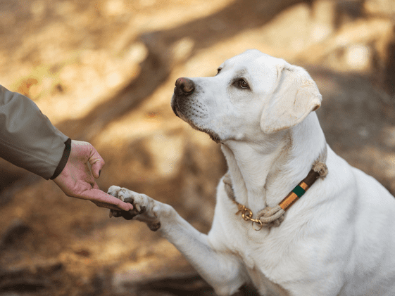 A dog with their paw on a person's hand.