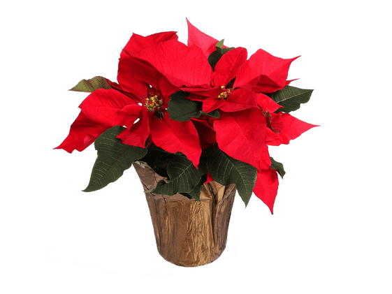 A red poinsettia on a white background.