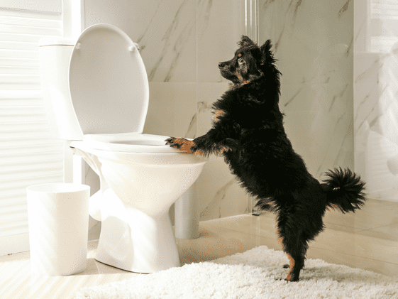 A dog standing with its front paws on a toilet.