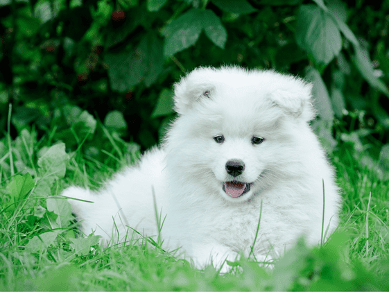 A white puppy laying in the grass.