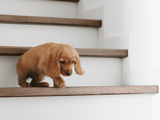 A puppy going down the stairs.