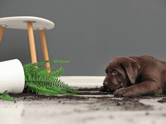 A puppy laying next to a tipped over houseplant.