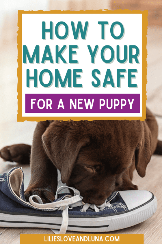 Pin image for how to make your home safe for a new puppy.